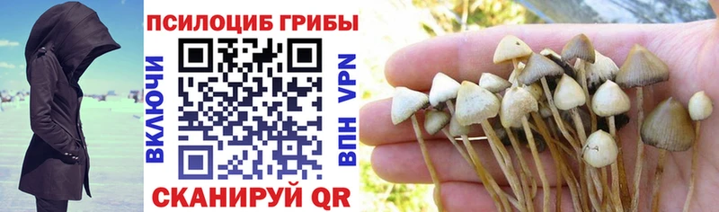 Купить где Осинники Псилоцибиновые грибы Cubensis